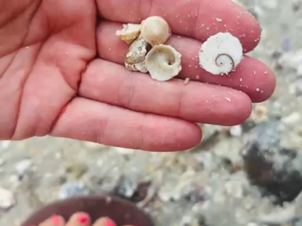 IsiLou gesammelte Muscheln für meinen Schmuck